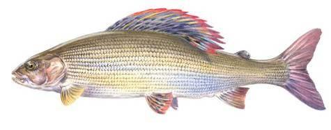 Fiskundersökningar i Gränna och Visingsö hamn samt dumpningsplats av lager av sten med en diameter upp till 20 cm och lekdjupet kan variera från en knapp meter ned till 8-10 meter, vanligen sker dock