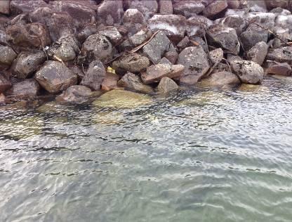Undersökningar i Gränna och Visingsö hamn samt planerad dumpningsplats Bilaga 1. Inventering av ytor i hamnbassängerna GRÄNNA HAMN Tabell 9.