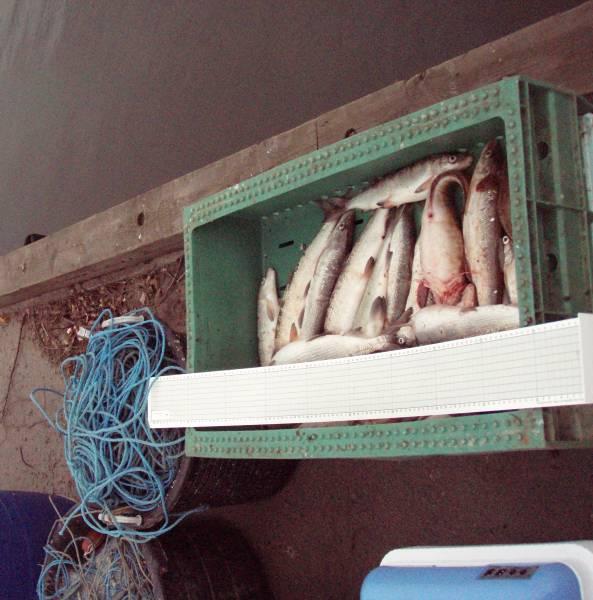 Undersökningar i Gränna och Visingsö hamn samt planerad dumpningsplats rats: sik, nors, lake och hornsimpa. Den vanligaste arten sett till biomassa är lake och till antalet horsimpa.