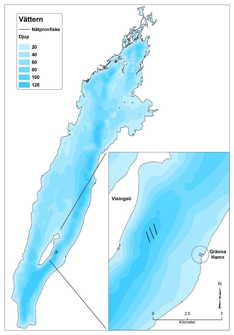 Fiskundersökningar i Gränna och Visingsö hamn samt dumpningsplats 18 16 14 40 mm 43 mm 25 20 35 mm 30 mm 12 15 10 % % 8 10 6 4 5 2 0 0 200 250 300 350 400 450 500200 250 300 350 400 450 500 längd