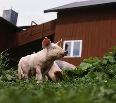 Utan stödet till mjölk skulle 40 procent av