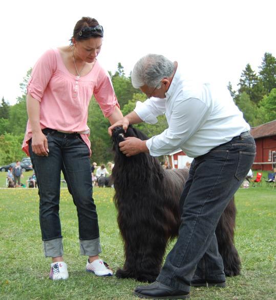 S60963/2006, Trésor De Brie Flash Fauve CF, hane, fawn Härligt temp. Rastypisk briard m härligt huvud. Perfekt pigment m ngt platta öron. halsen kunde önskas en aning längre.