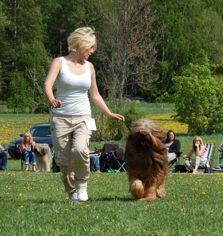 Utställningsresultat och respektive hunds kritik 1/1-31/3 2012 2012-01-07 My Dog 2012, Göteborg Internationell utställning Domare: Zilli Orietta SE45919/2011, Amilours Jagr, hane, svart 6 months.