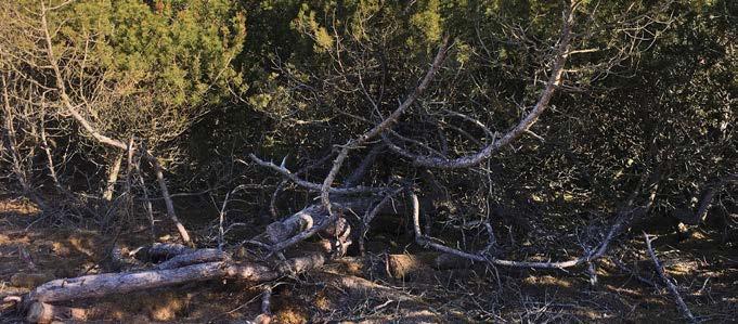 Beskrivning av åtgärder Bergtallsavverkning Täta snår av bergtall har täckt stora delar av reservaten.