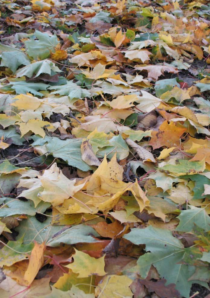 Låt gulna varje blad på kvist, låt falna varje strå; Guds rika nåd, det vet jag visst, den skiftar ej ändå. Psb 542:3 TEOLOGISKA INSTITUTET I FINLAND Adressen Kajsaniemigatan 13 A 4. vån.