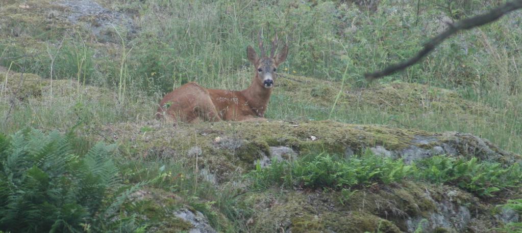 Avskjutning rådjur Södermanlands län 2017/2017 Foto: Anders Nilsson Rådjursavskjutningen i Södermanland minskade kraftigt i samband med de snörika och långa vintrarna 2009 och 2010.