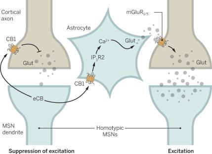 Specific astrocytes for specific circuits. Annual Reviews Aryn H. Gittis, and Daniel J.