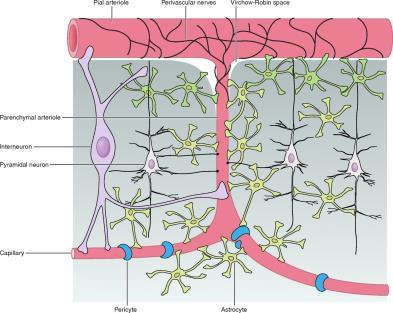 cellular components comprising the neurovascular unit in the cerebral cortex.