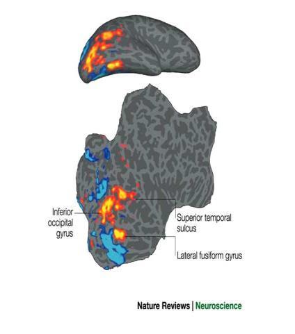 Activation of visual cortex