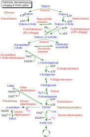 Glukos från fotosyntes oxideras till pyruvat och ATP