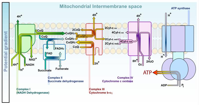 Andningskedjan Sker i mitokondrier (oxidativ fosforylering) Elektroner överförs från elektron