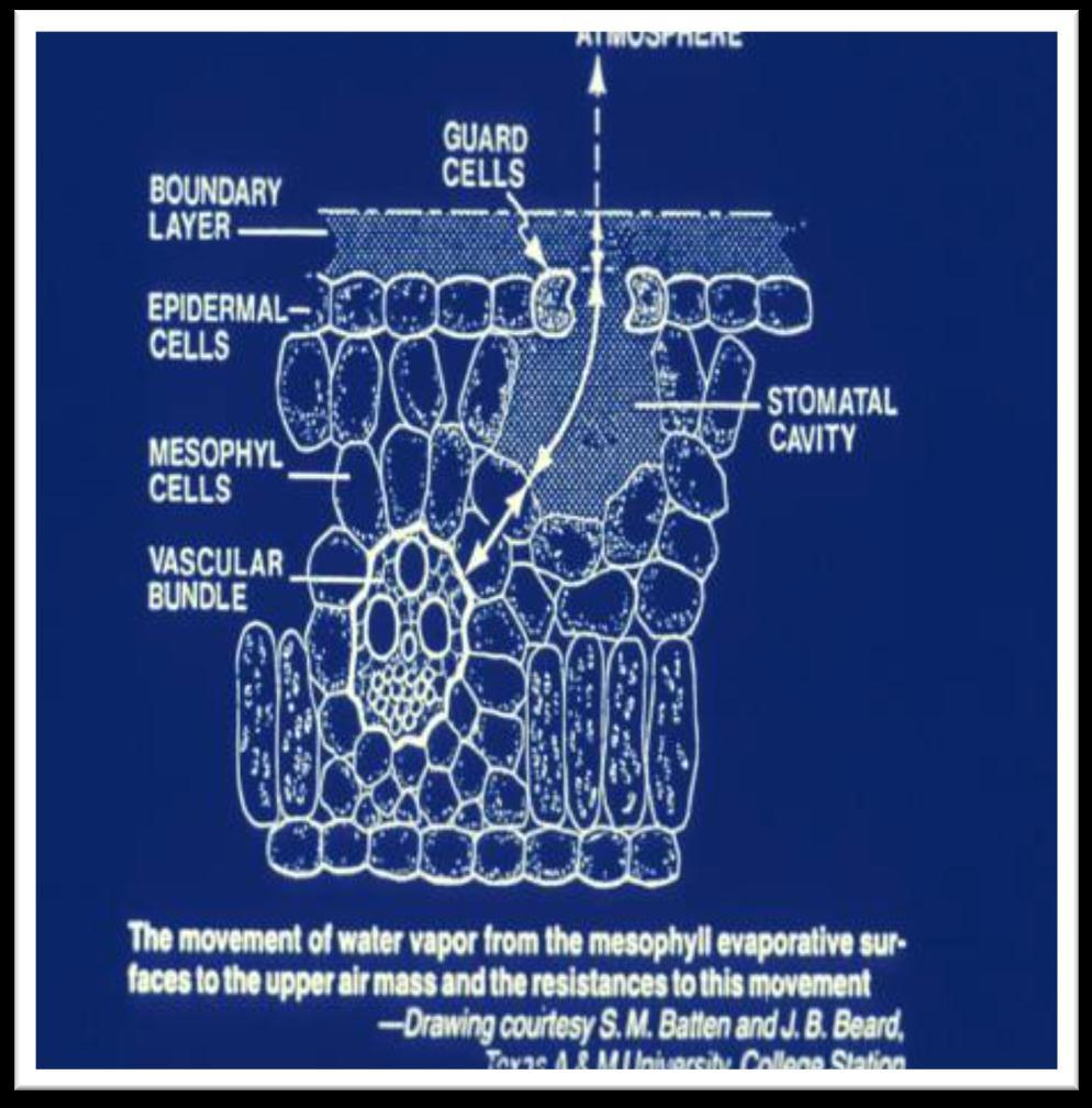 Transpiration kontrolleras i huvudsak av 3 faktorer Inre resistans