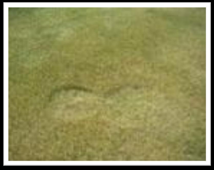 Gräsets reaktion på ökande torkstress Ytterligare ökad torkstress Turgortrycket i bladcellerna faller
