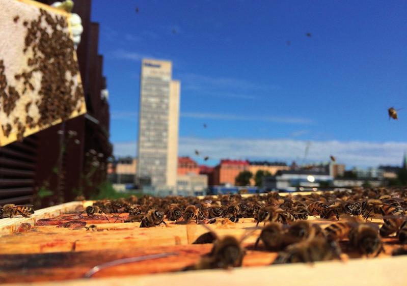 där tak, vägg och planteringskärl kan ingå. Utifrån dessa aspekter har t ex studiebesök på Sweden Green Roof Institute genomförts.