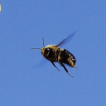 Många nektarätande insekter är generalister och äter av det mesta medan det inom exempelvis humlesläktet finns arter med mellanlång och lång tunga med mer specifika krav på blommans form för att