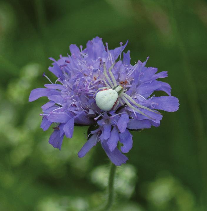 c so lo or t h rt Antennaria dioica kattfot