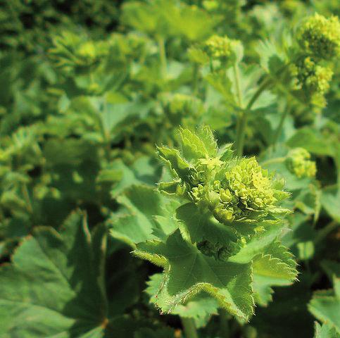 Medicago lupulina humlelusern Origanum vulgare
