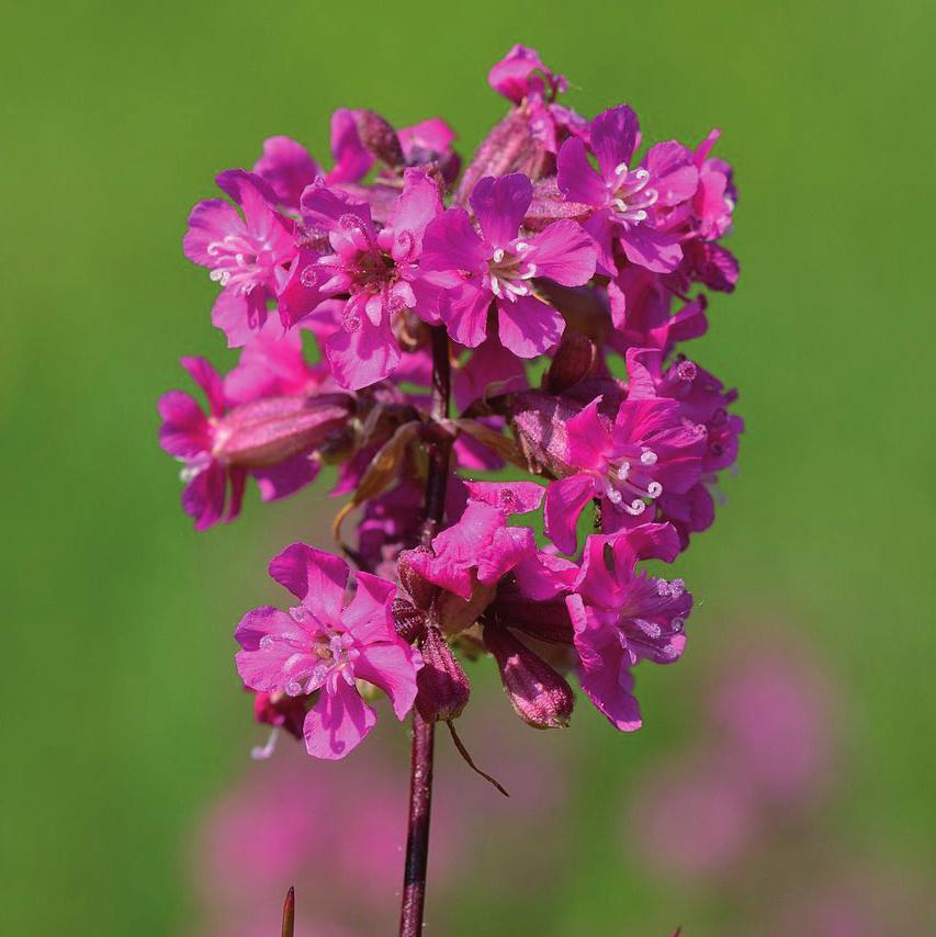 kärringtand Lychnis viscaria tjärblomster Origanum