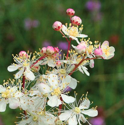 glansfingerört Rhinanthus minor ängsskallra