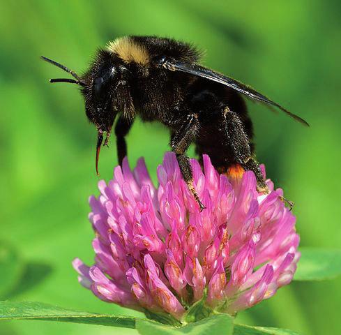 Gagea lutea vårlök Geranium sylvaticum -