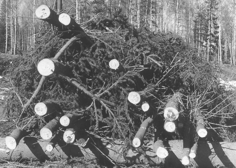 Buntdiameter (cm) 300 250 200 150 100 50 0 Tall och björk 500 kg 10 20 30 40 50 Kraft (kn) Gran 250 kg Gran 900 kg Gran 500 kg Figur 2.