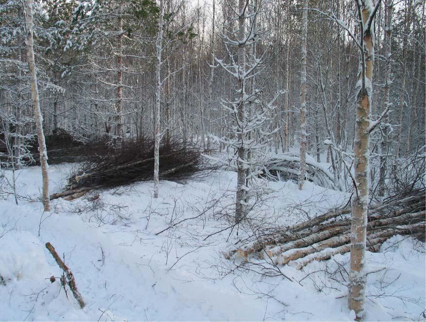 BIOENERGI FRÅN SKOGEN 2003-2007 INFO från projektet 43 Närtransport, genom skotning, av helträd i gallring I avverkningsförsök vid skörd av helträd har Metla testat energigripen från Naarva.