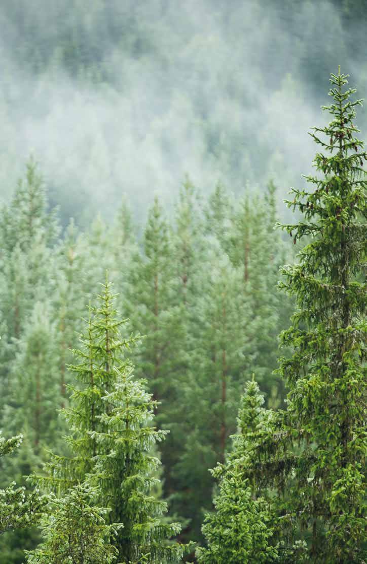 sca.com/skog Passa på: skogsbruksplan 99 kr/ha SVENSKA CELLULOSA AKTIEBOLAGET Ta vara på alla värden i din skog Med en skogsbruksplan får du värdefull information för att bedriva ett lönsamt och