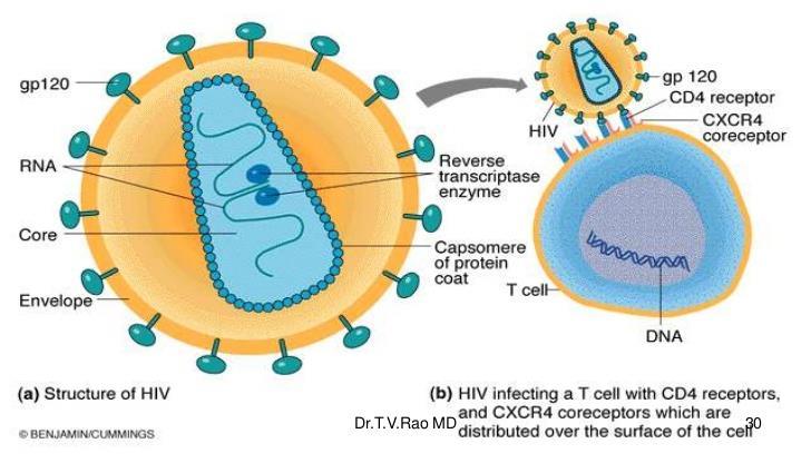 Figur 2.8.1 illustrerar hur hiv fäster på CD4 receptorn hos en T-cell. Detta görs med gp120 proteinutskotten som finns på hiv virionen. Källa: AIDS teaching module, https://www.slideshare.