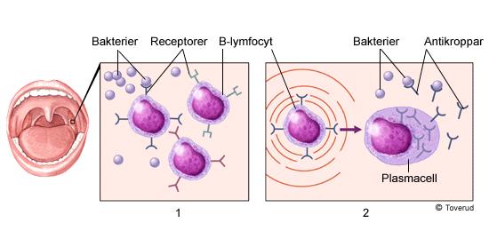 Figur 2.1.1. Bilden illustrerar immunförsvarets aktivering via salivet. Del 1 av bilden illustrerar B-lymfocyternas receptorer som binder till antigenet.