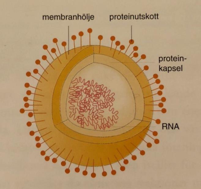 Figur 2.3.1. Figuren visar strukturen av ett influensavirus. Ytterst finns ett membranhölje med proteinutskott. Proteinutskotten kan binda till värdceller.