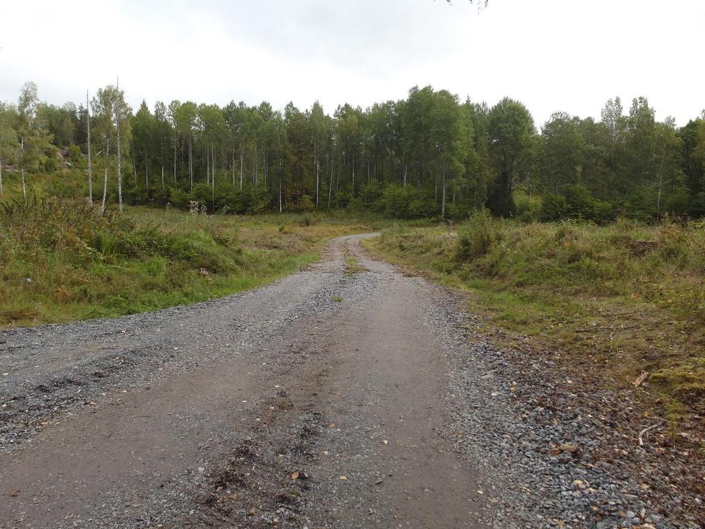 Finnögontröst i