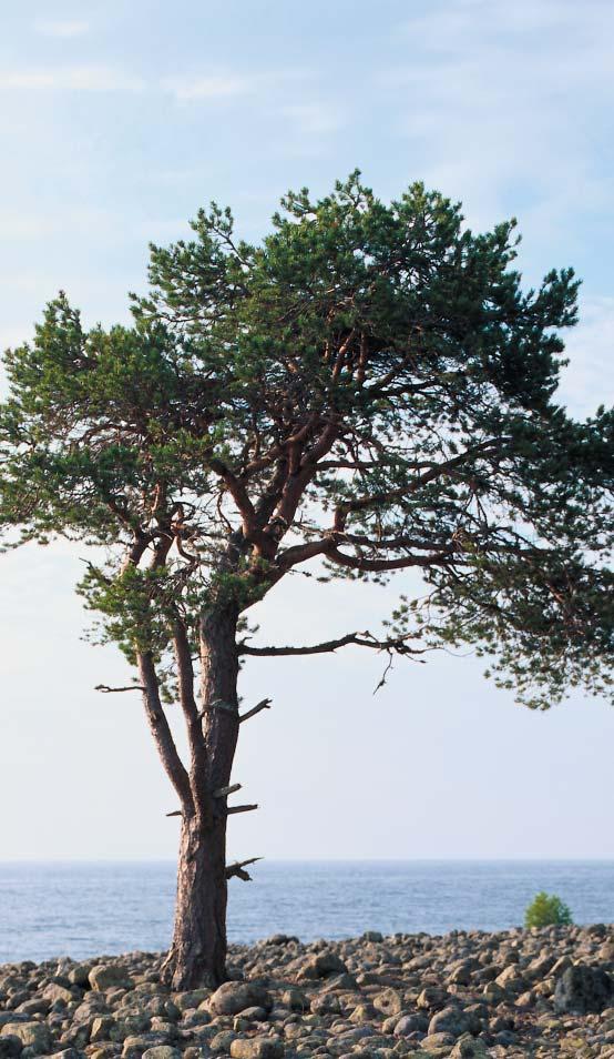 Ekopark Hornslandet