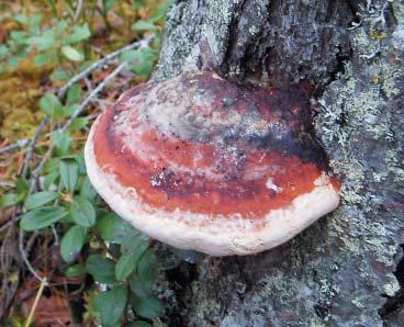 ningen av de fyra mest frekventa naturvärdesträdslagen tall, sälg, rönn och asp. Asp Naturvärdesträd av asp utgörs av grova (minst 40 cm i brösthöjdsdiameter) trädindivider, ofta med grövre bark.
