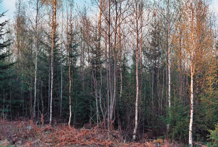Lövrik ungskog i vilken lövträden kommer att gynnas genom att ta bort barrträden. Fotograf: Mats Rodengren.