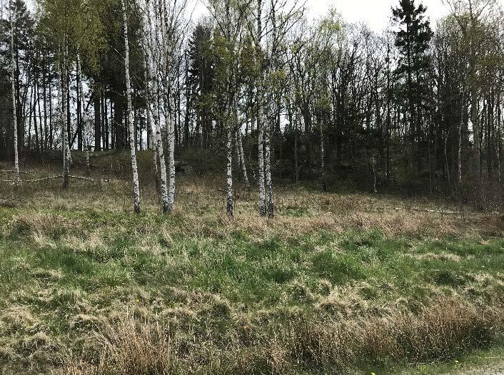 Förutsättningar Mark och vegetation Topografi Planområdet ligger i en västersluttning på en delvis öppen, gräs och slybevuxen, och delvis skogbevuxen höjdrygg med nord-sydlig sträckning.