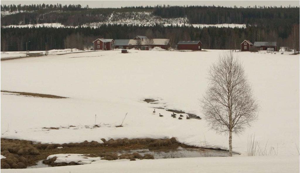 36 Insatsen av Thomas Heinicke är tills vidare helt avgörande för att belysa frågan om förekomsten av taiga- och tundrasädgäss inom studieområdet.