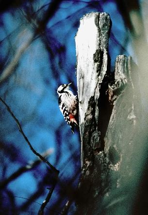 1969) ökade de markant i antal en fyrdubbling skedde nu. En ytterligare fyrdubbling skedde de nästkommande tio åren. De fåtal fågelintresserade som då fanns hade fått upp intresset för Villa Rettig.