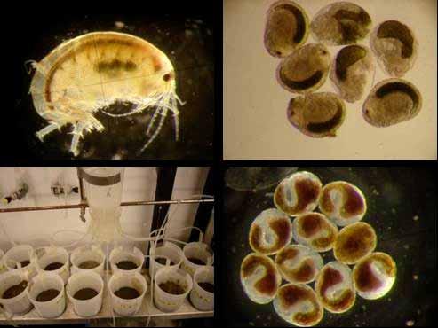 Uppdragsnr: 10083246 47 (111) Figur 5.23. Den sedimentlevande hoppkräftan Hyaella azteka, olika utvecklingsstadier samt försöksuppställning. 5.6 Microtoxtest Microtoxtest utfördes 2004 på fem sedimentprover (WSP 2004).