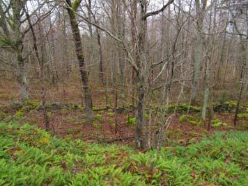 hällmark/hällmarkstallskog, ristallskog och sekundär