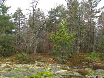 Karaktäristiska element inom området är bäckfåran,