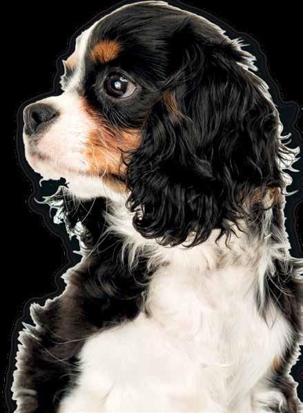 Information från Läkemedelsverket Årgång 29 supplement oktober/november 2018 sid 4 Hjärtsjukdom och hjärtsvikt hos hund och katt behandlingsrekommendation Utvecklingen inom terapiområdet kardiologi