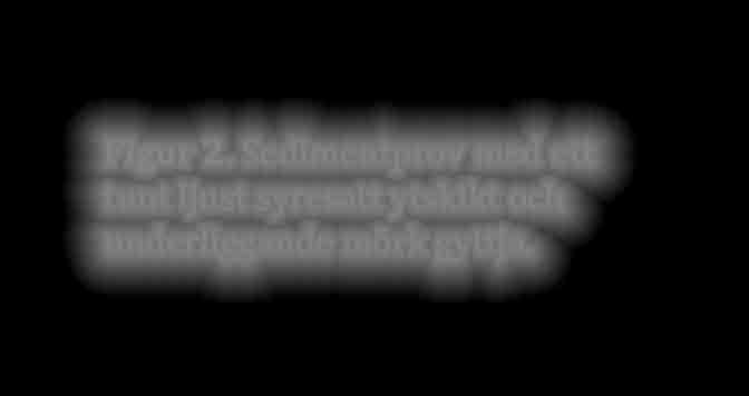 Bottensediment Sedimentproven visade att bottnen i Grundviken är täckt av ett tunt ljusare och syresatt skikt under vilket det finns lösare lager svart sulfidgyttja (fig. 2).