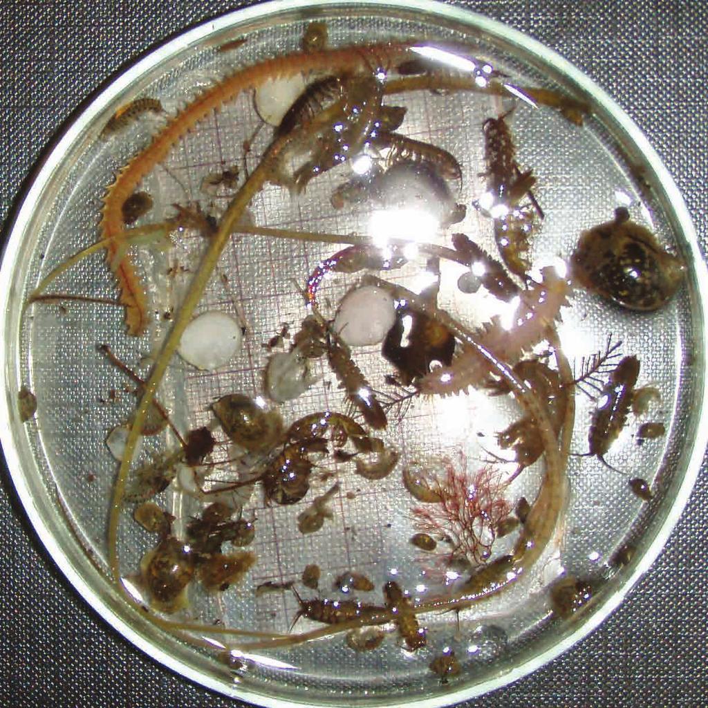 Bottenfauna havsborstmask tånggråsugga märlkräfta ullsleke dammsnäcka östersjömussla Bottenvegetationen i Grundviken domineras av blåstång (Fucus