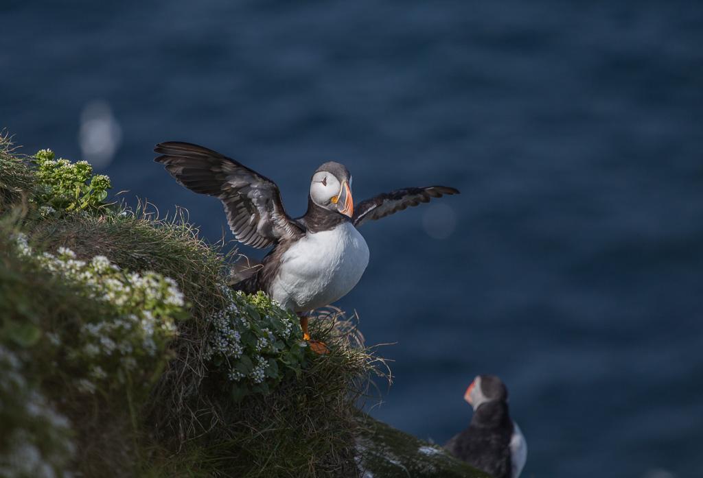 Varanger, Nordnorge 10 18 juni 2019 med Jim Sundberg På Hornøja får vi närkontakt med grisslorna. Här en lunnefågel. Foto Jim Sundberg. Varmt välkommen på AviFaunas resa till Varanger!