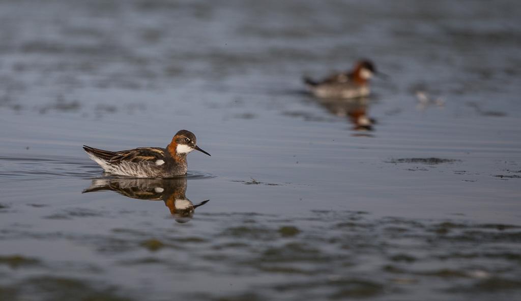längs kusten mot Skallelv och Kvalnes och spanar efter alförrädare samt skärsnäppa, roskarl, kärrsnäppa och andra vadare. Natt i Vadsø. Smalnäbbad simsnäppa är relativt talrik i Varangerområdet.