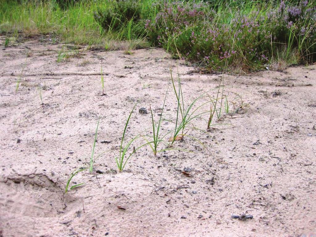Bild 1: Sandstarr med sitt typiska växtsätt på rad i sanden på Hovden. En strand där även liten myrlejonslända hittats.