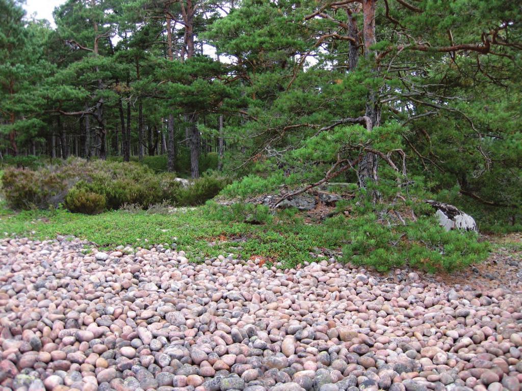 Sammanställning av artprofilerna finns i bilaga 1, Artprofiler. När det gäller sandarter har vi använt myrlejonsländans arealer för tröskelvärden och värdekärna (minimikrav; 10x50 m resp.
