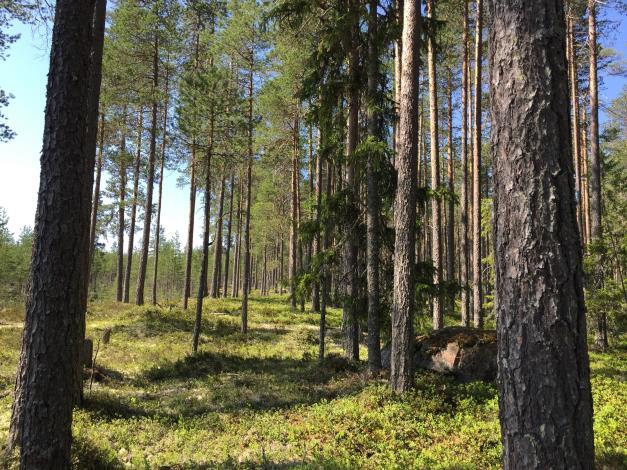 Belägenhet Knås 199:6 består av ett obebyggt skogsmarkskifte i Venjan. Fastigheten gränsar mot Finnkarlåsvägen. Se översiktskarta i skala 1:50 000 samt skogskarta i skala 1:10 000.