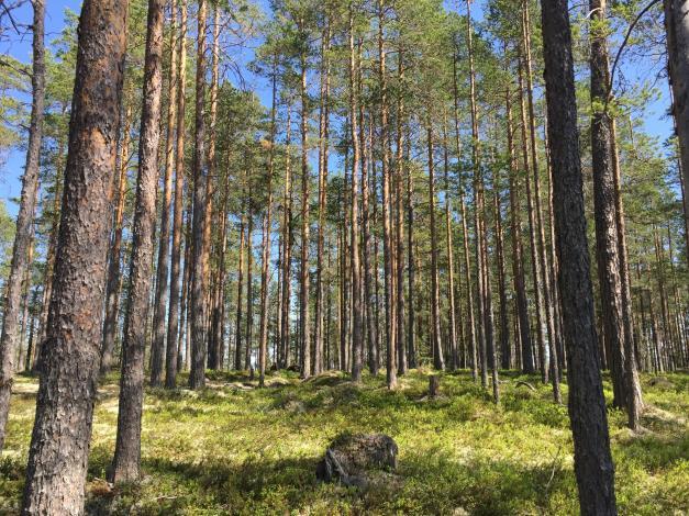 Fastighetens medelbonitet är beräknad till ca 3,5 m 3 sk/ha och år. Skogsvård Fastigheten äger andel i Mora Norra Venjans Besparingsskog S:1 som för närvarande lämnar bidrag till bl.a. skogsvårdsåtgärder enligt följande: - 75% av inköpskostnaden för plantor (max 10 ha/år).