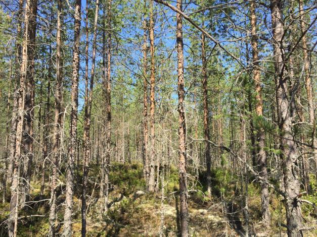 Natur och Kultur Knås 199:6 omfattas av en registrerad nyckelbiotop som omfattar avdelning 6, ca 0,7 ha. Fastigheten omfattas inte av några övriga registrerade naturvärden samt kultur- /fornlämningar.